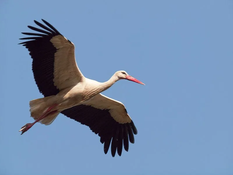 El ojo del buitre: Aves - Cigüeña