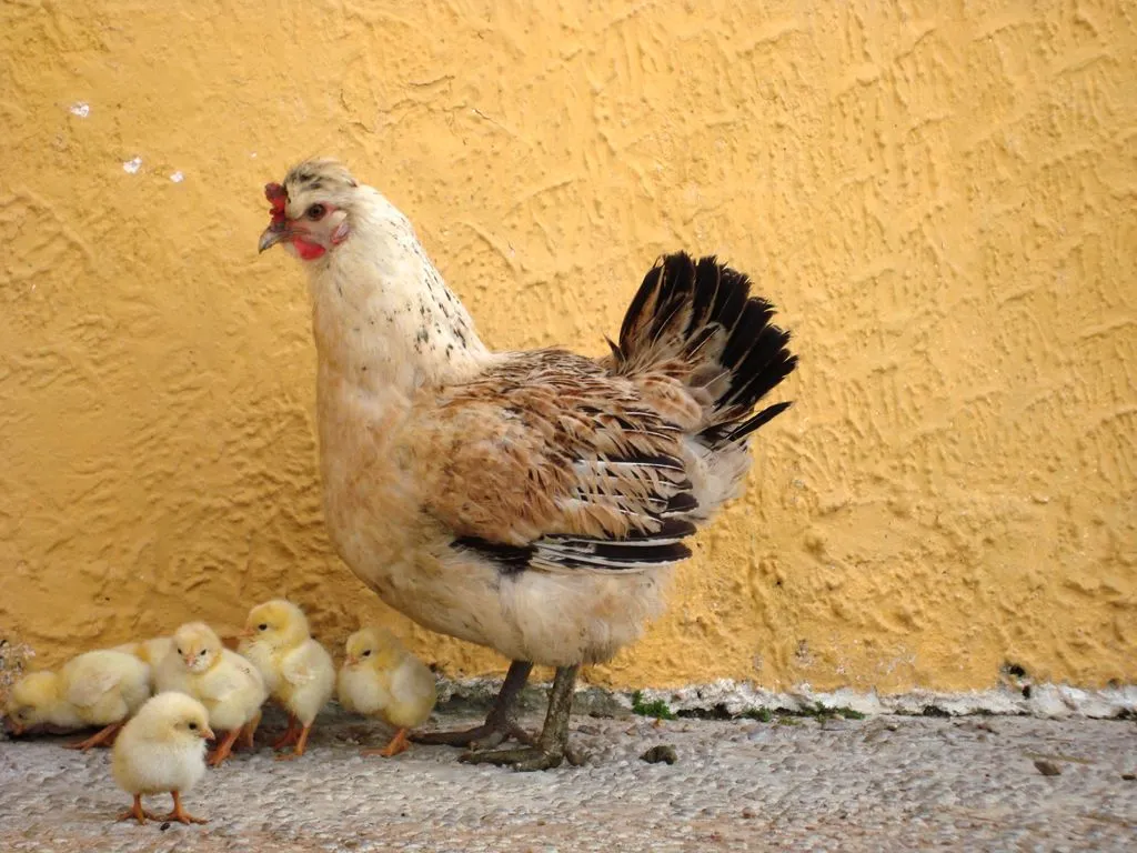 El ojo del buitre: Aves - Gallina y Gallo