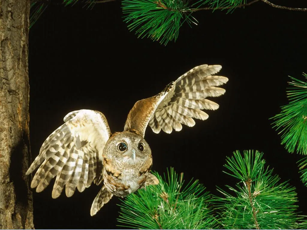 El ojo del buitre: Aves - Lechuza