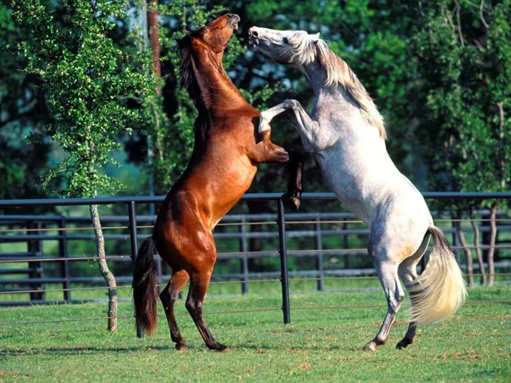 El ojo del buitre: Caballo (Equus ferus)