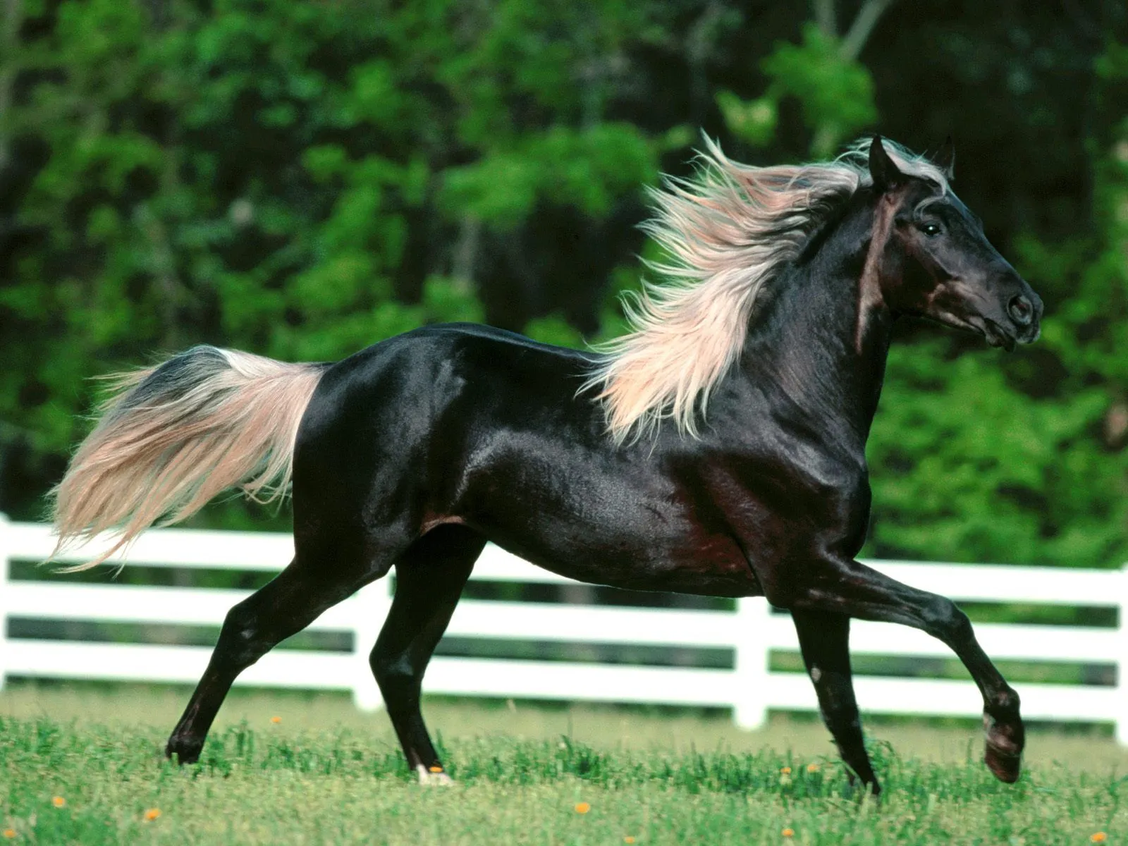 El ojo del buitre: Caballo (Equus ferus)