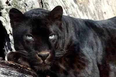 El ojo del buitre: Felinos - Pantera negra