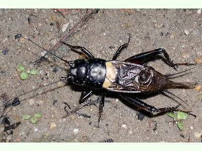 El ojo del buitre: Insectos - Grillo