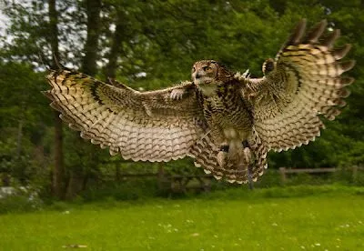 El ojo del buitre: Aves - Buho real (Bubo bubo)