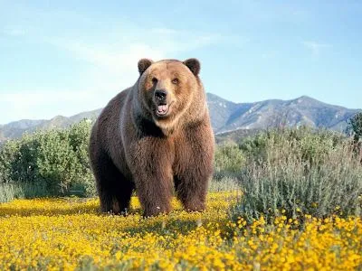 El ojo del buitre: Oso pardo