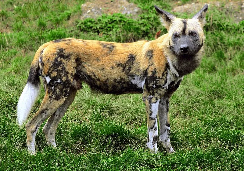 El ojo del buitre: Perro salvaje de Africa (Lycaon pictus)