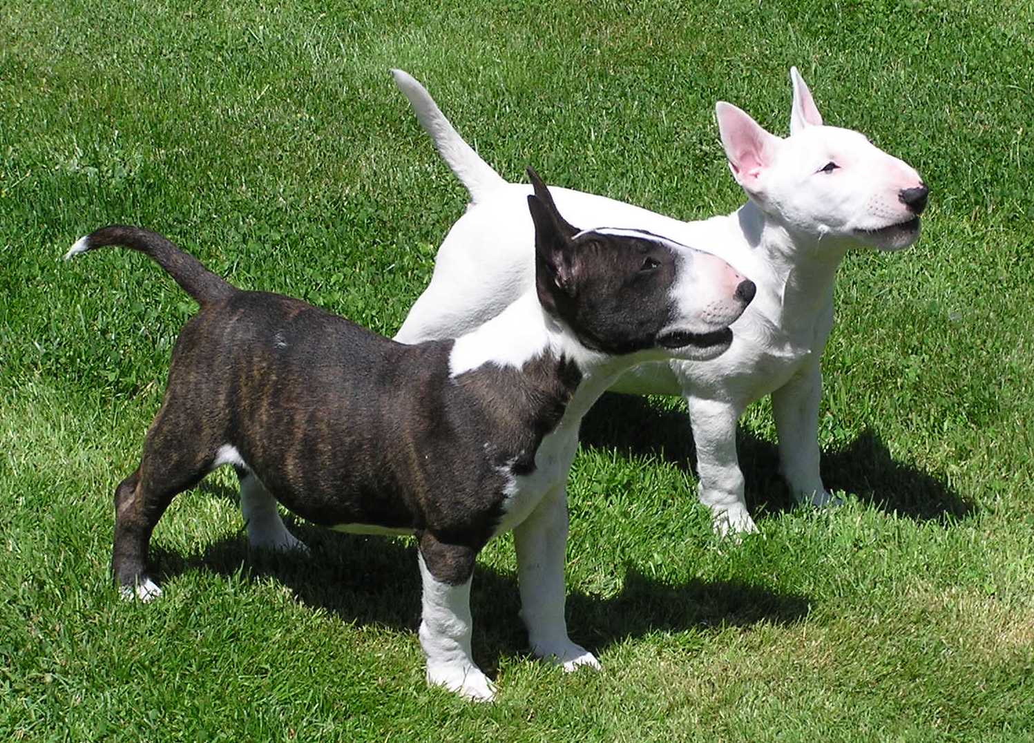 El ojo del buitre: Perros - Bull terrier