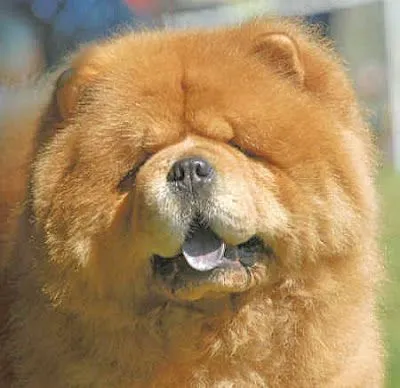 El ojo del buitre: Perros - Chow Chow