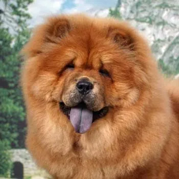 El ojo del buitre: Perros - Chow Chow