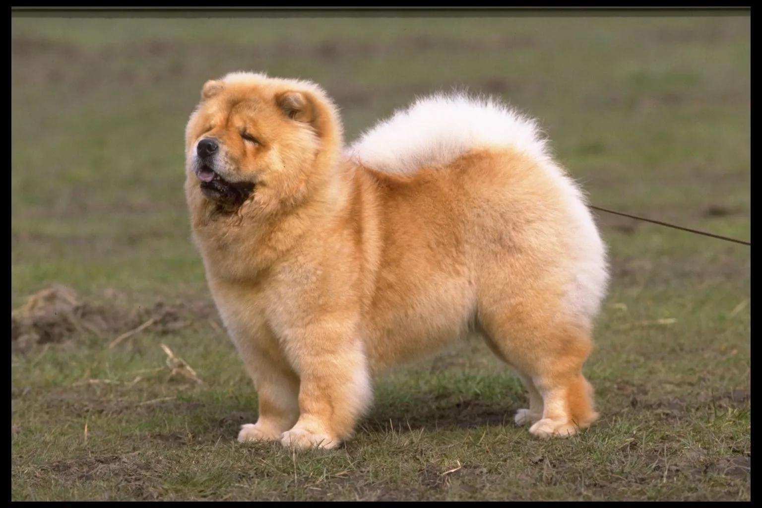 El ojo del buitre: Perros - Chow Chow