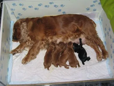 El ojo del buitre: Perros - Cocker Spaniel