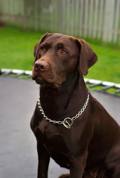 El ojo del buitre: Perros - Labrador