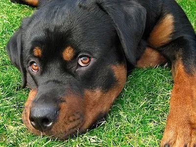El ojo del buitre: Perros - Rottweiler