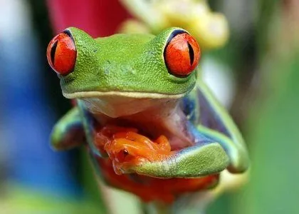 El ojo del buitre: Rana verde de ojos rojos (Agalychnis callidrias)