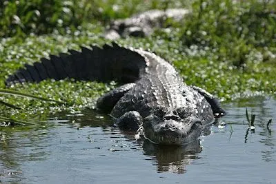 El ojo del buitre: Reptiles - Caimán negro (Melanosuchs niger)