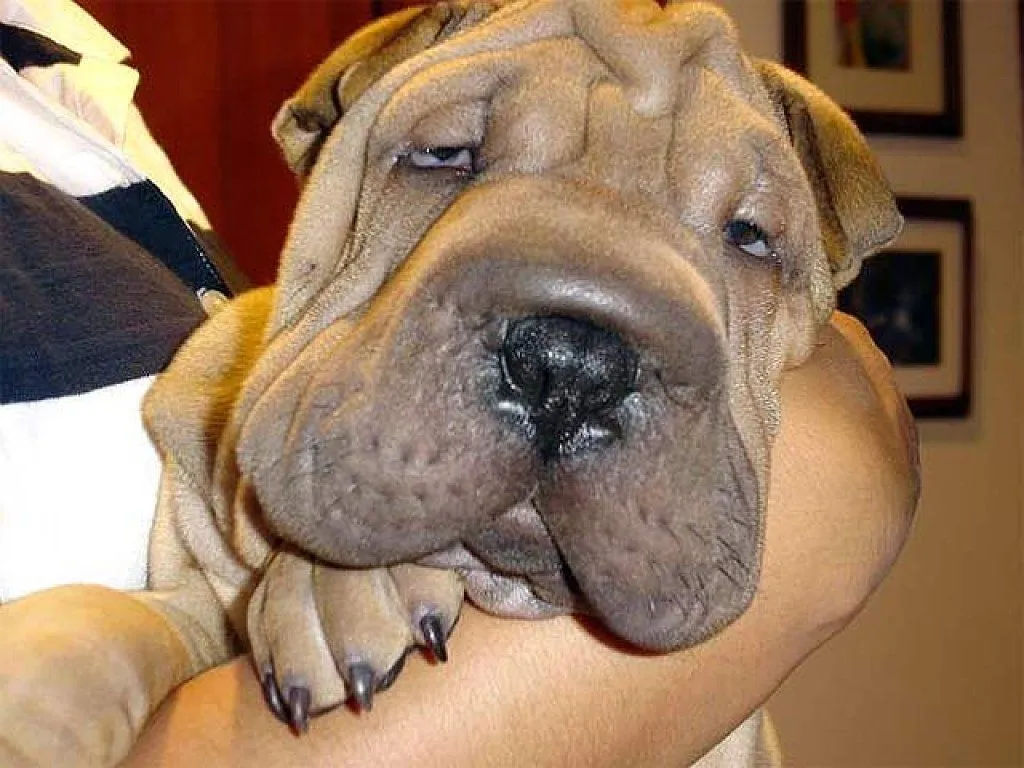 El ojo del buitre: Shar Pei (Perros arrugados)