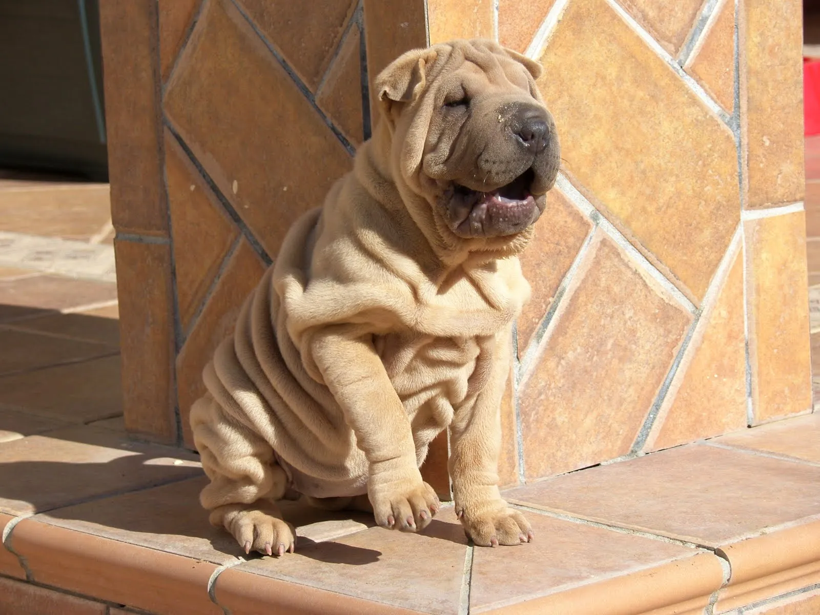 El ojo del buitre: Shar Pei (Perros arrugados)