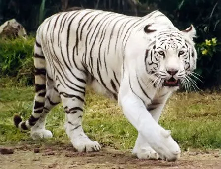 Tigre blanco