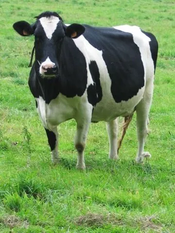 El ojo del buitre: Vaca (Bos taurus)