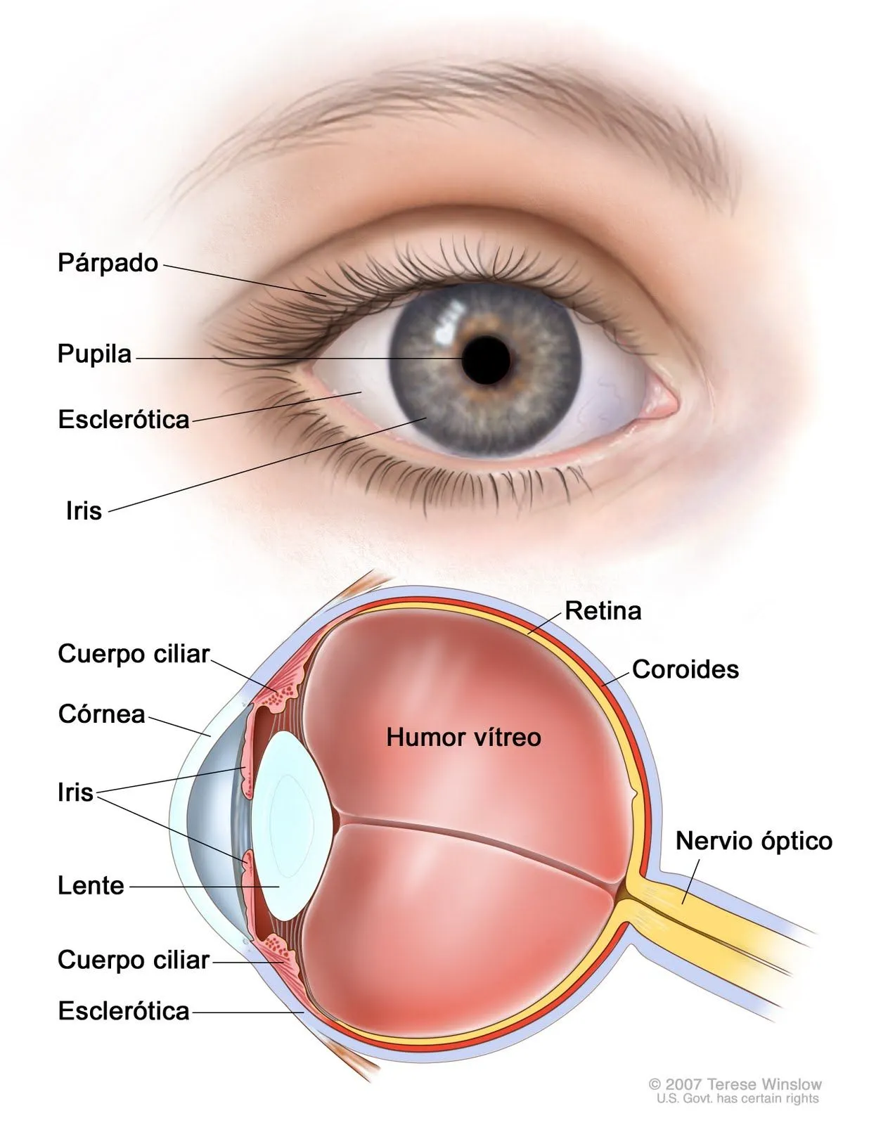  ... ojo y cómo creamos las imágenes en el cerebro, aunque no es muy