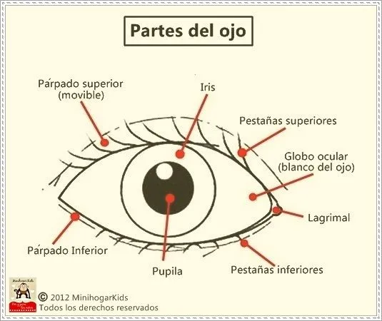 El ojo y sus partes para colorear - Imagui