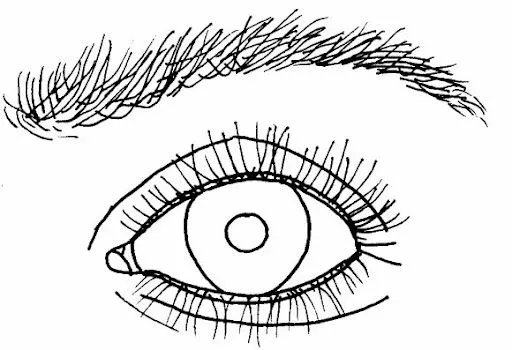 El ojo por dentro y sus partes para colorear - Imagui
