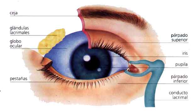 Ojo y sus partes para niños - Imagui