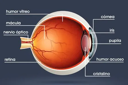 Ojo y sus partes para niños - Imagui