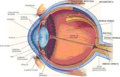 El ojo humano | P. Arieu Theologies Web