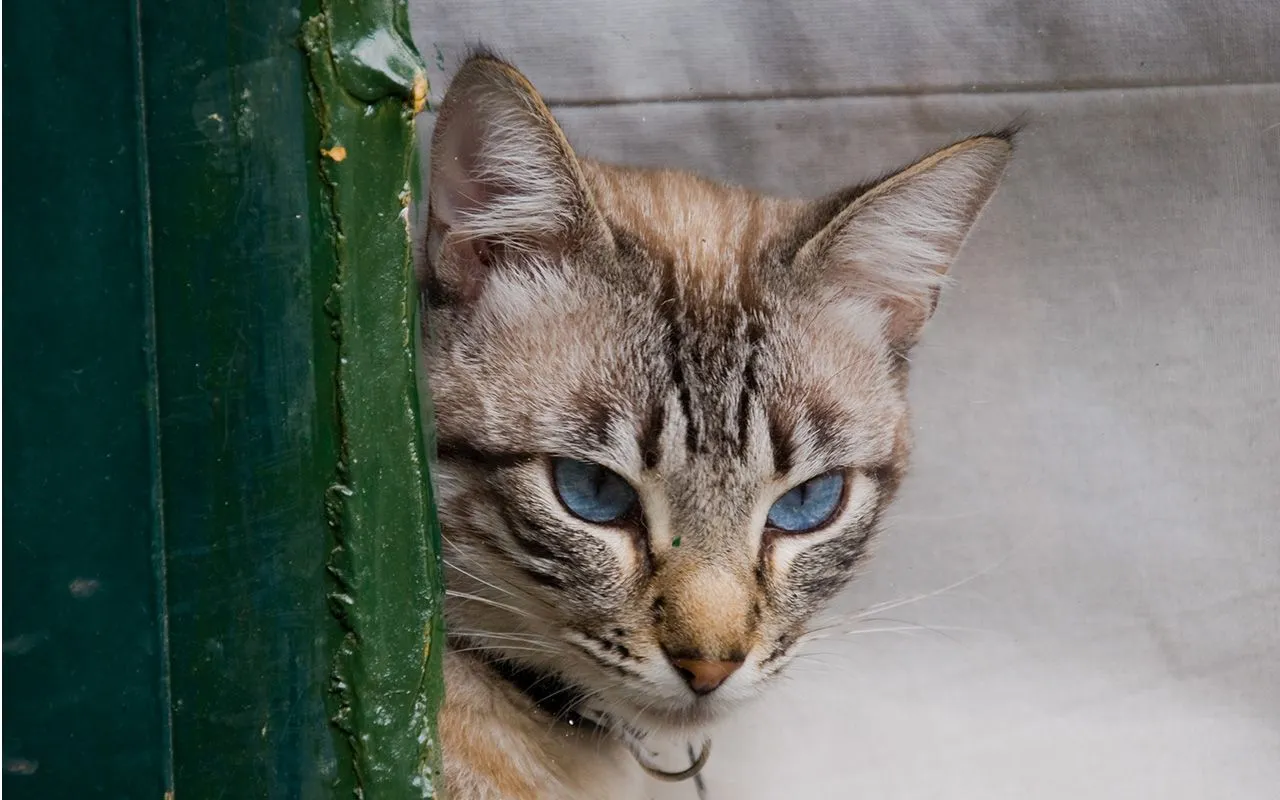 Ojos azules