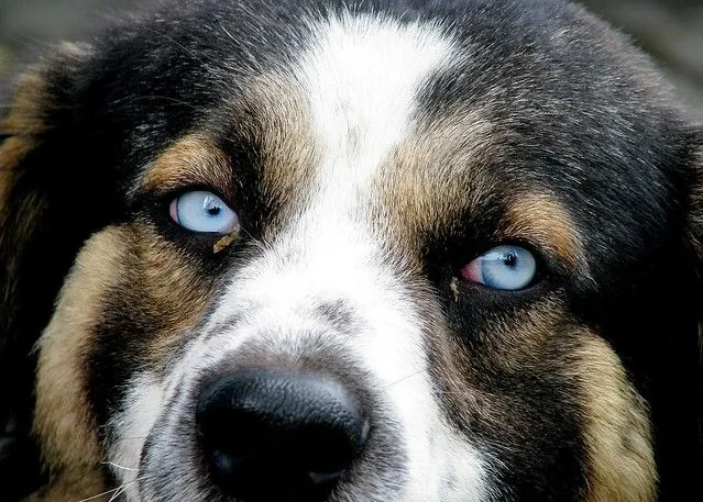 Ojos azules de perro... | Flickr - Photo Sharing!