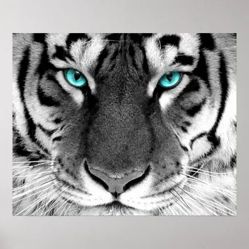 Ojos blancos del poster del tigre | Zazzle