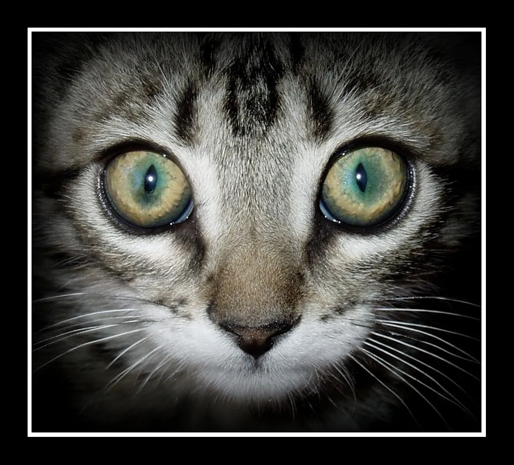 Ojos de Gato | DerechoAnimal.es