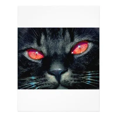 Ojos de gato negro de Zazzle.es 