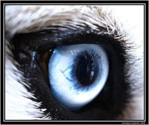 macro de ojos de animales y tal vez encuentres una