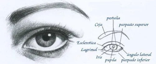 Como dibujar ojos realistas - Imagui