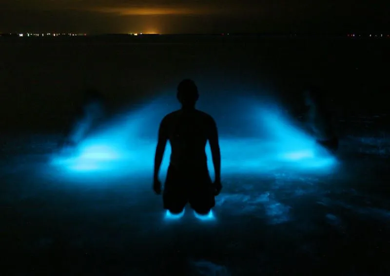 Olas bioluminiscentes, todo un espectáculo de la naturaleza ...