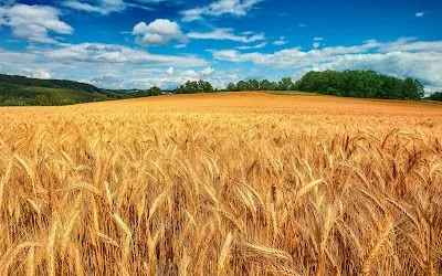 Campo de trigo - Imagui