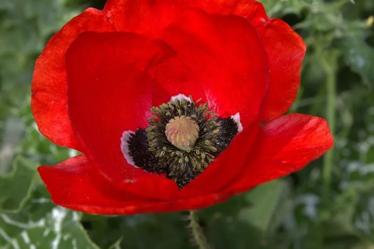 Oler una flor. | Vida de perro.