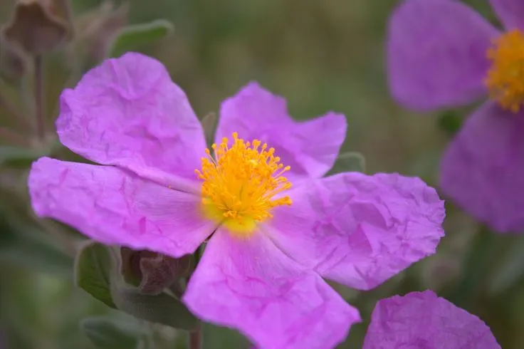 Oler una flor. | Vida de perro.