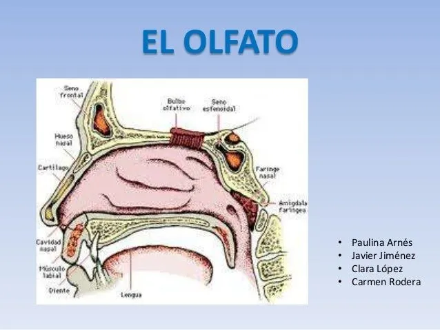 El olfato