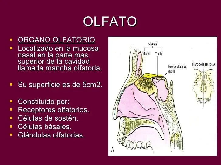 Olfato