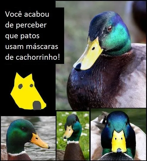 Olhar Beheca ::: Patos usam máscaras de cachorrinho !!!!