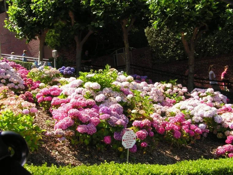 Oltra Bitácora: SIN FLORES EN EL JARDIN