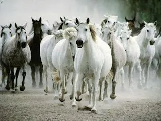  ... olvidador tenia los ojos llenos de caballos salian de los silencios de