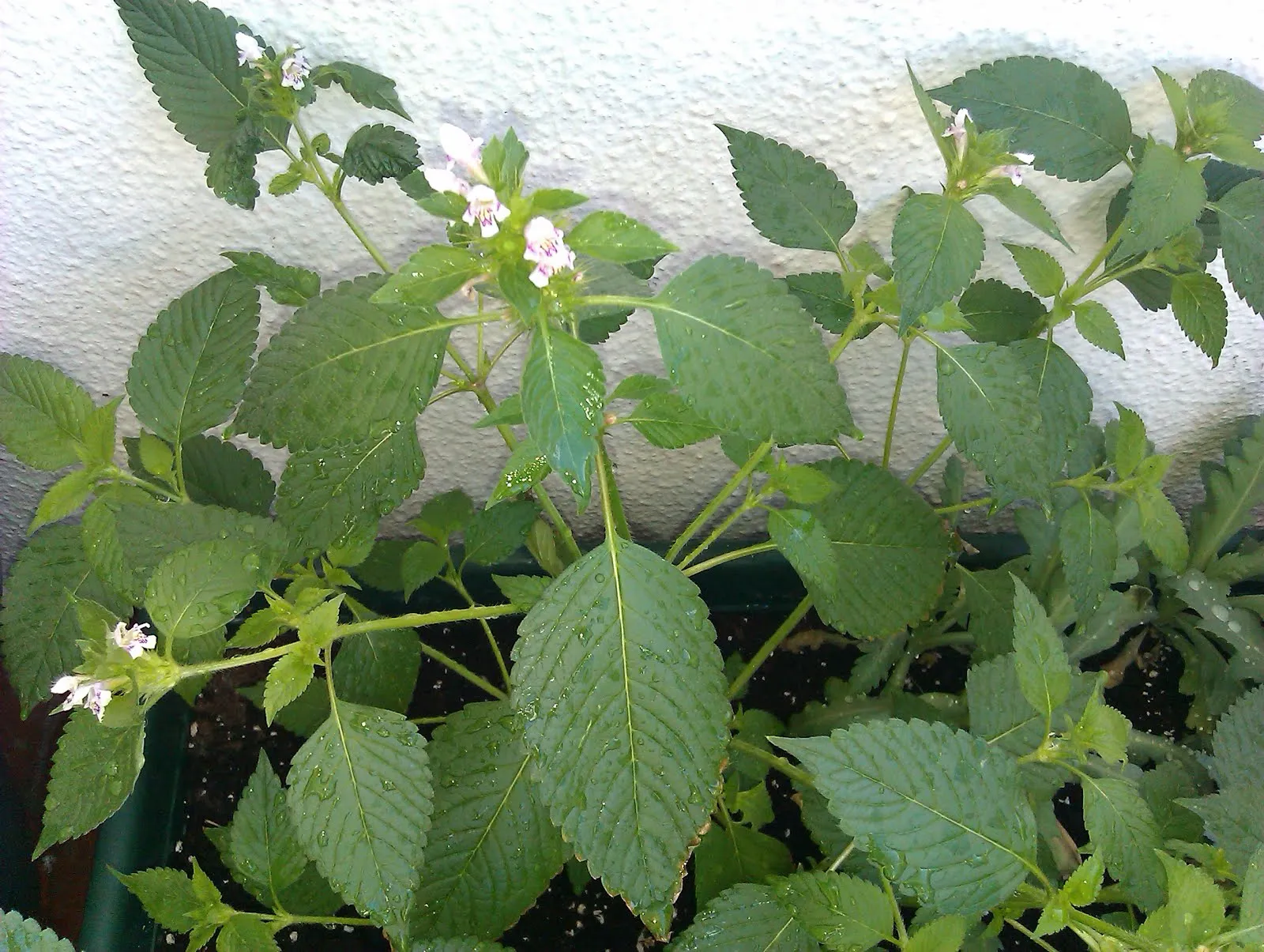 Olvidando Caminos: Planta misteriosa