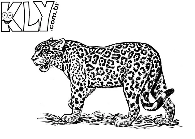 Onça Pintada – Desenhos para Colorir - Desenhos Para Colorir