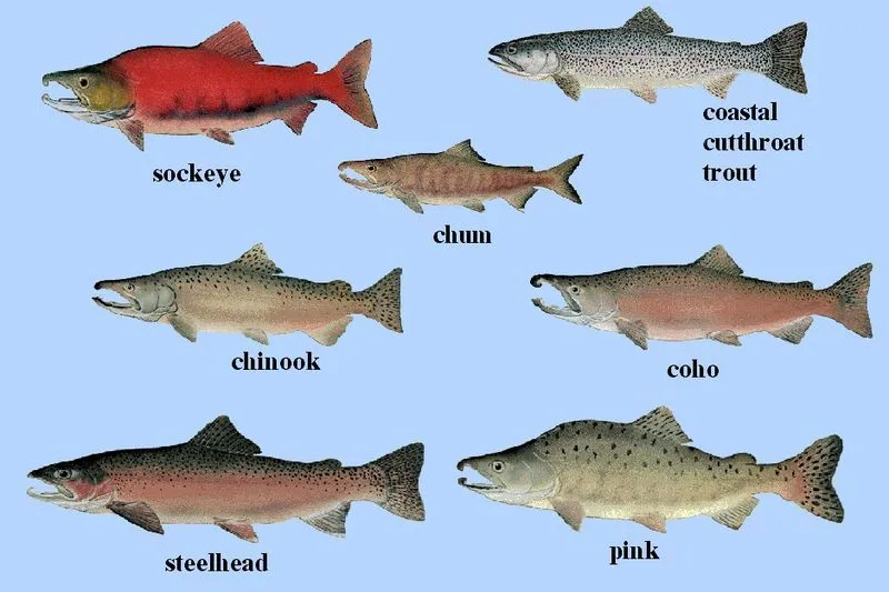 Oncorhynchus+varios+machos.jpg