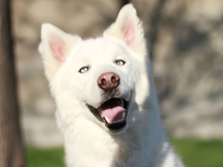 One Bark at a Time: Lobo - Husky