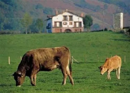 Oportunidades de negocio para emprender en zonas rurales